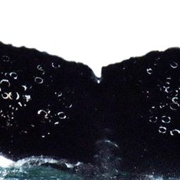 Fluke of GWAK-P279