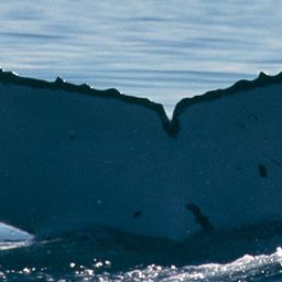 Fluke of PWF-SP_3303