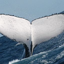 Fluke of PWF-SP_3306