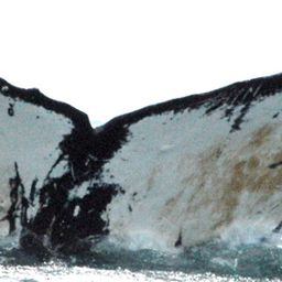 Fluke of HW-MN0420086