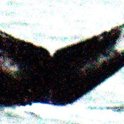 Fluke of Lark