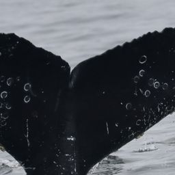 Fluke of Kink