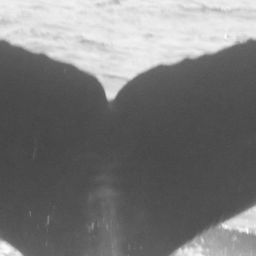 Fluke of CRC-12163