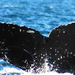 Fluke of Cedar