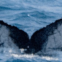 Fluke of 2020-2021 calf of Madonna