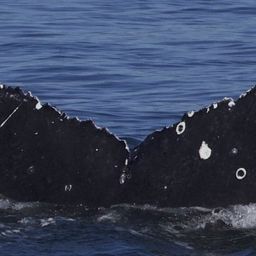 Fluke of Bergie Bits