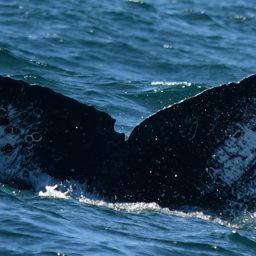 Fluke of HW-MN0522444