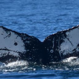 Fluke of HW-MN0522445