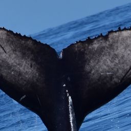 Fluke of 2020-2021 calf of CRC-11250