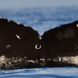 Fluke of HW-MN0522472