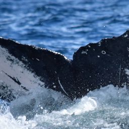 Fluke of CRC-21086