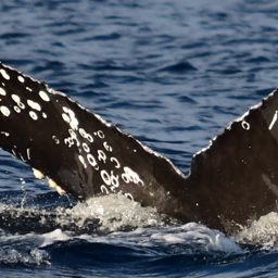 Fluke of HW-MN0522482