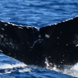 Fluke of HW-MN0522490