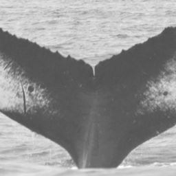 Fluke of CRC-12204