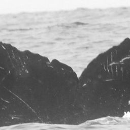 Fluke of CRC-11729