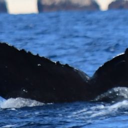 Fluke of CRC-20561