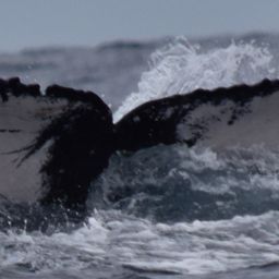 Fluke of HW-MN0522504