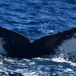 Fluke of HW-MN0522506