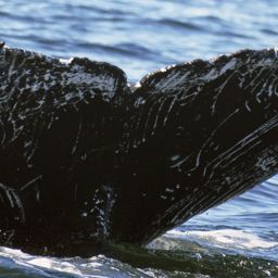 Fluke of CRC-19974
