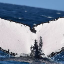 Fluke of HW-MN0522513