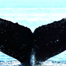 Fluke of Fang