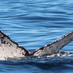 Fluke of HW-MN0522578