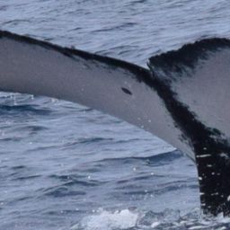 Fluke of HW-MN0522599