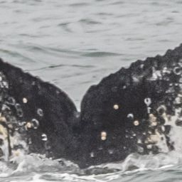 Fluke of CRC-20563