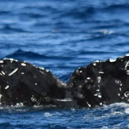 Fluke of CRC-21338