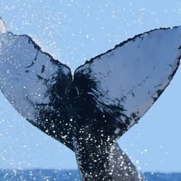 Fluke of HW-MN0522624