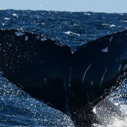 Fluke of CRC-21083