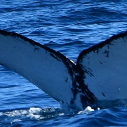 Fluke of CRC-20565