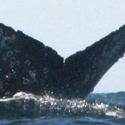 Fluke of CRC-20836