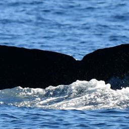 Fluke of HW-MN0522657