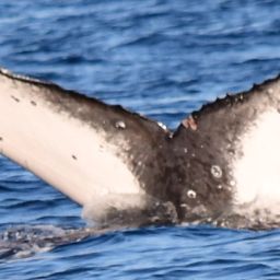 Fluke of HW-MN0522658