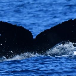 Fluke of CRC-21344
