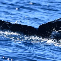 Fluke of HW-MN0522662
