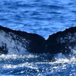 Fluke of HW-MN0522663