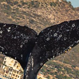 Fluke of HW-MN0522669