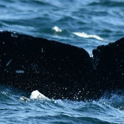 Fluke of CRC-19973