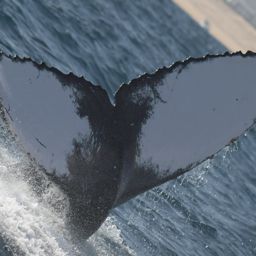 Fluke of CRC-19712