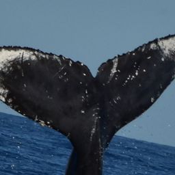 Fluke of HW-MN0522683