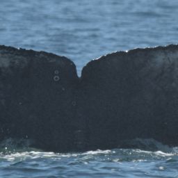 Fluke of CRC-20569
