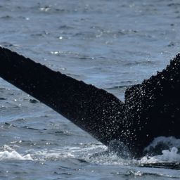 Fluke of HW-MN0522698