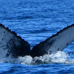 Fluke of CRC-20570
