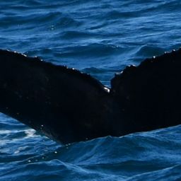 Fluke of HW-MN0522713
