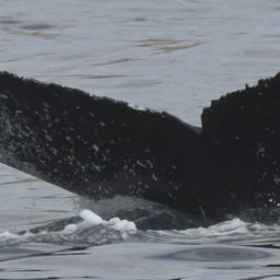Fluke of HW-MN0522721