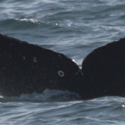 Fluke of CRC-23224