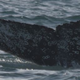Fluke of HW-MN0522723