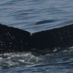 Fluke of CRC-19523